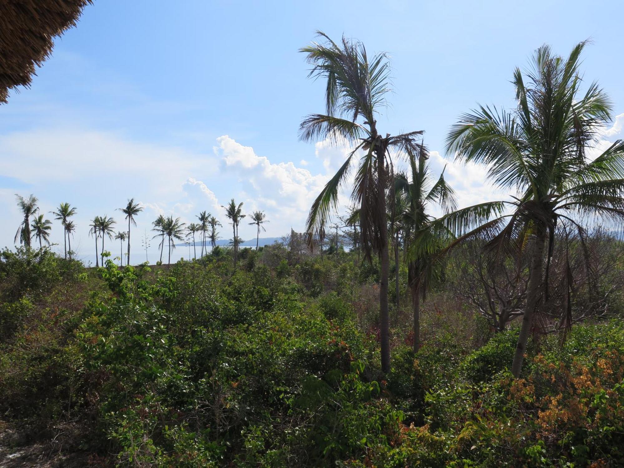 The Wild Orchid Resort - Moalboal Exterior photo